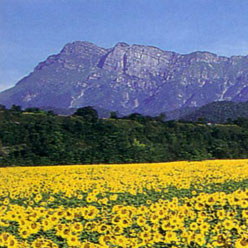 magredi